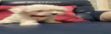 Maltese 2