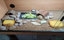 Tortoise reptiles for sale: Horsefiled Tortoise  - Advert 2