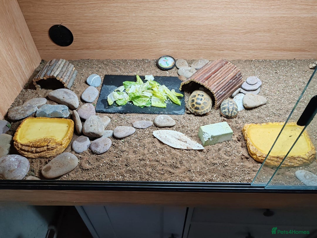 Tortoise reptiles for sale: Horsefiled Tortoise  - Advert 2