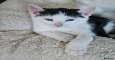 Mixed Breed cats - Advert 5