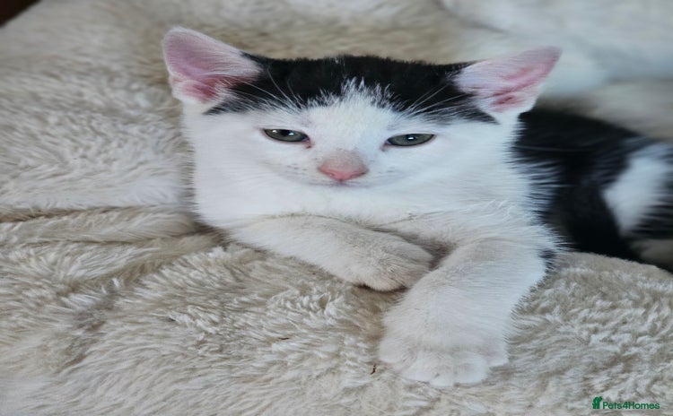 Mixed Breed cats - Advert 11