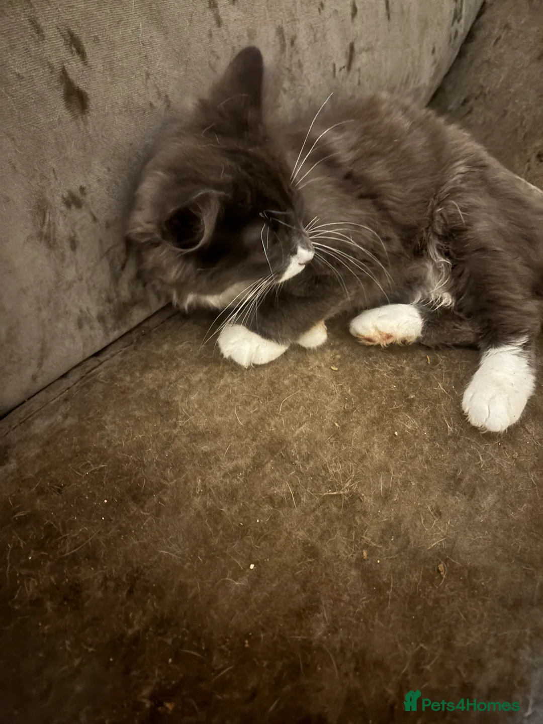 Ragdoll cats for sale: Ragdoll  - Advert 4