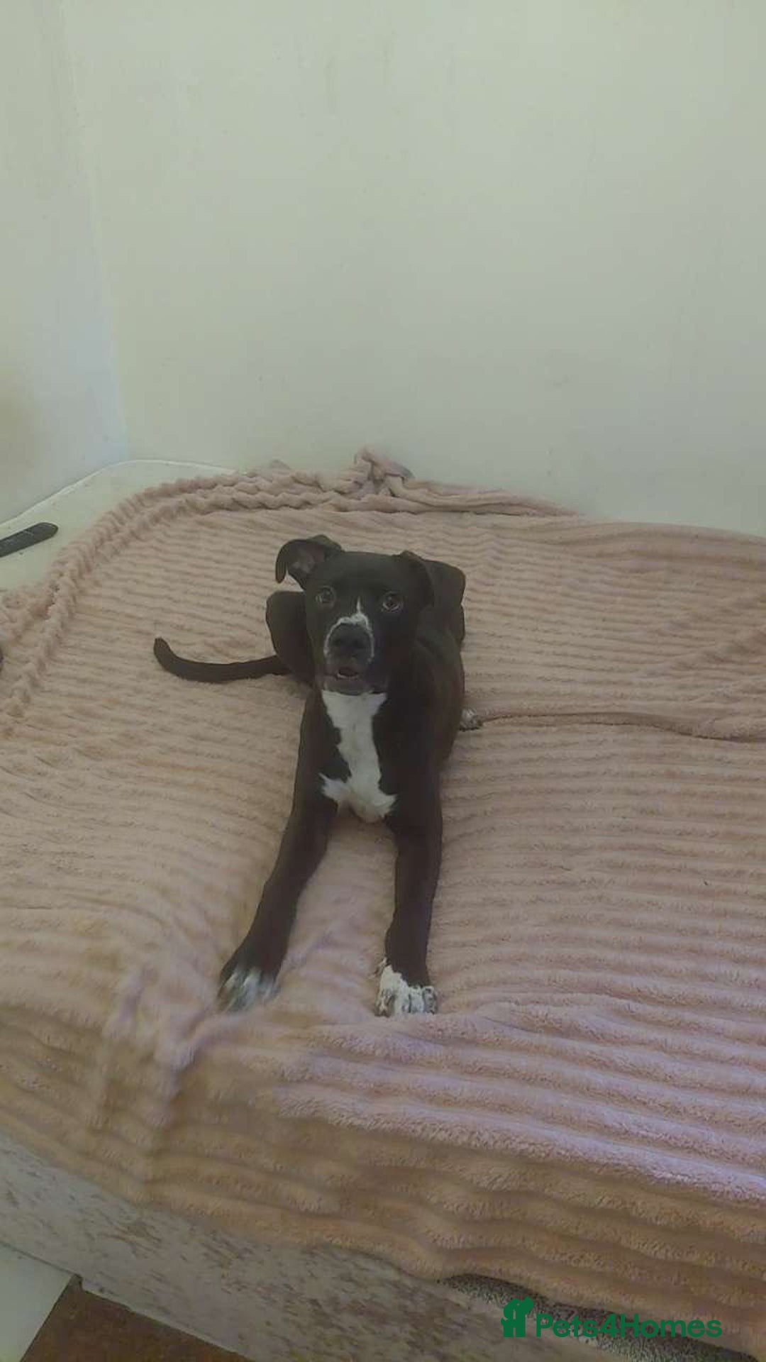 Mixed Breed dogs for sale: Cane corso x male pup - Advert 2