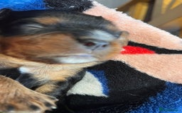 Cavalier King Charles Spaniel dogs for sale: Health Tested Parents - Image 15
