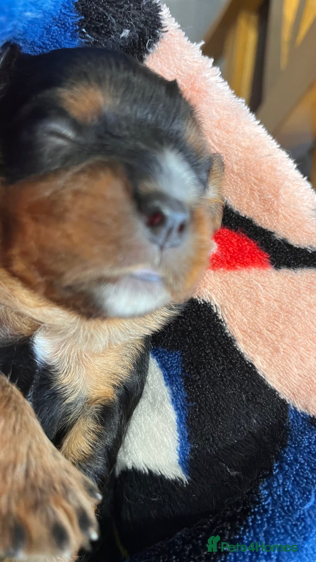Cavalier King Charles Spaniel dogs for sale: Health Tested Parents - Image 15