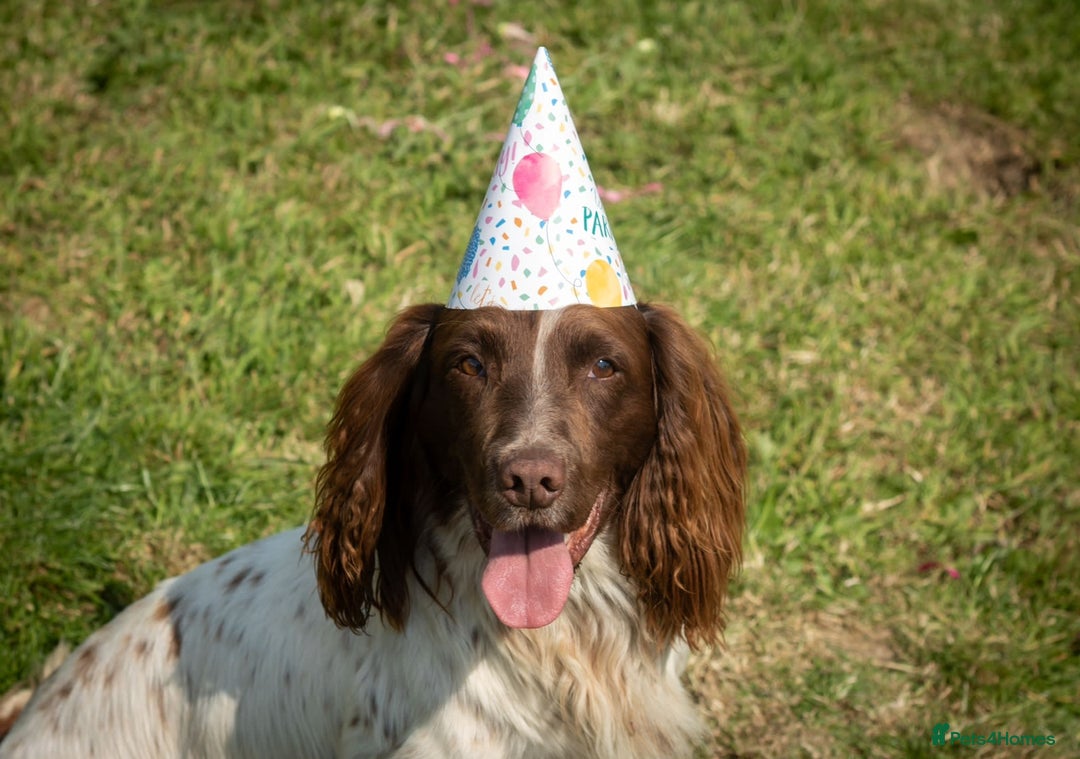 Sprocker dogs for sale: Male Chocolate Sprocker  - Image 9