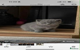 British Shorthair cats for sale: British shorthair - Image 11