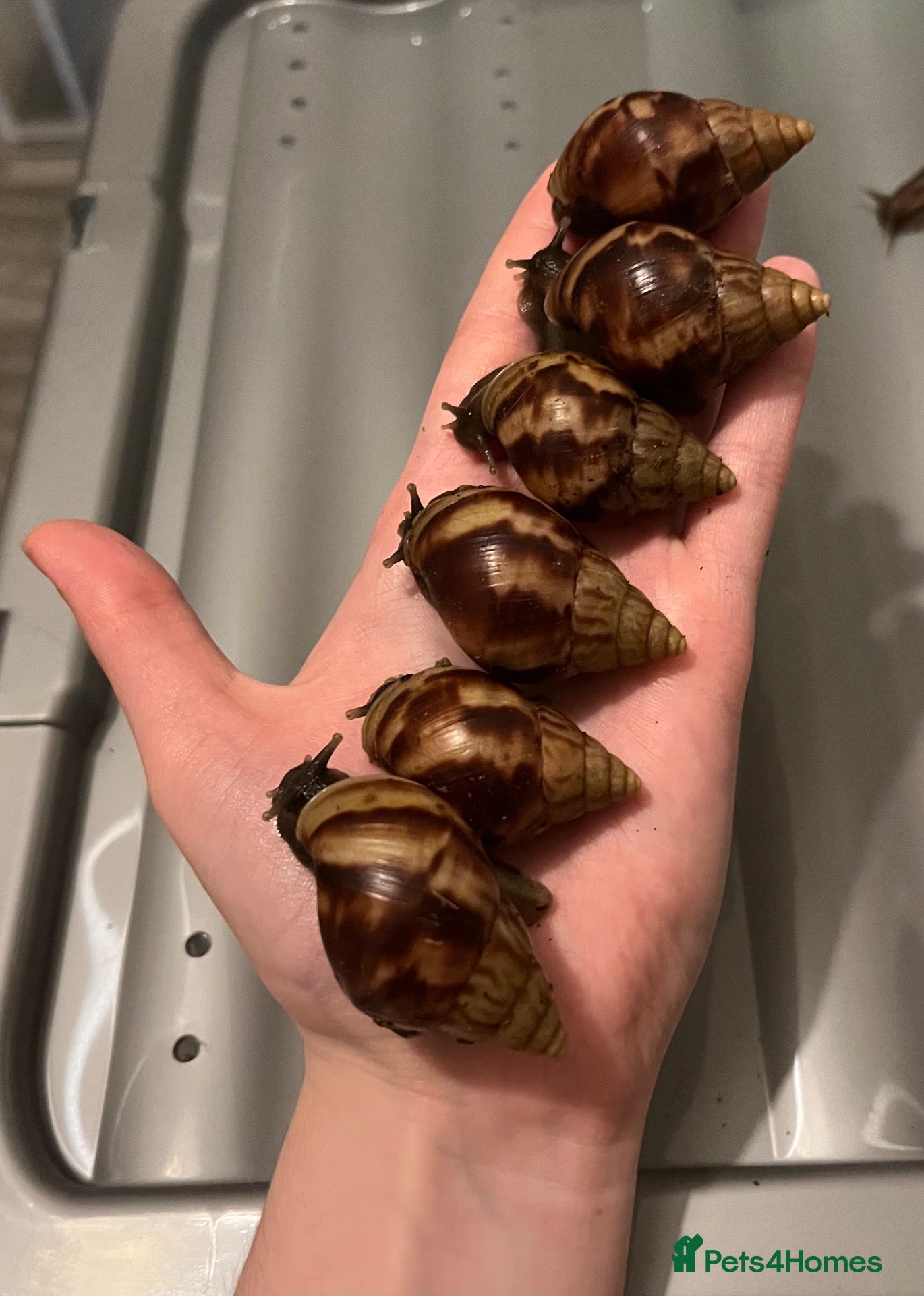 Snails invertebrates 10 African land snails (Lissachatina fulica)  - Advert 13