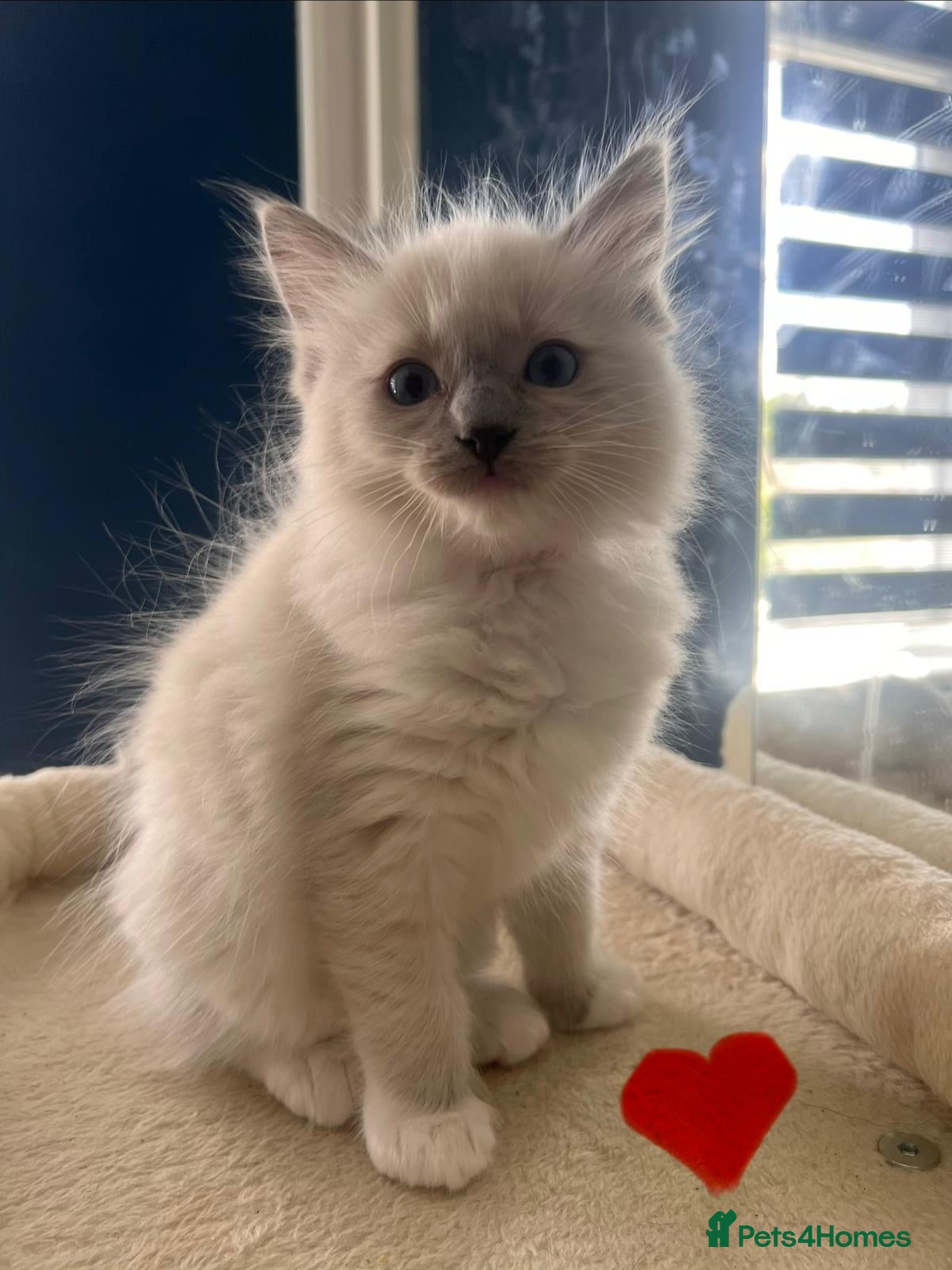 Ragdoll cats Beautiful Blue Mitted female for sale  - Advert 1