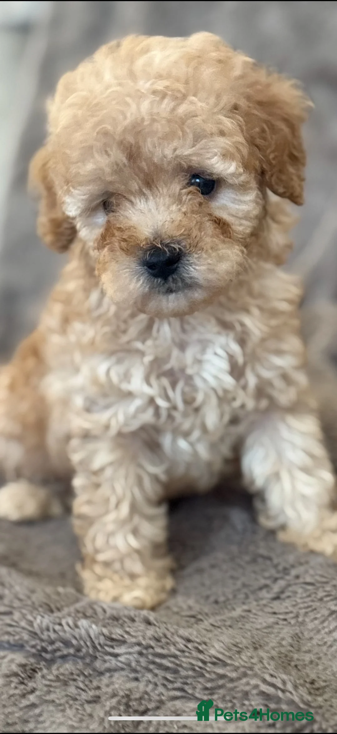 Cavapoo dogs for sale: Beautiful toy Cavapoos - Advert 4