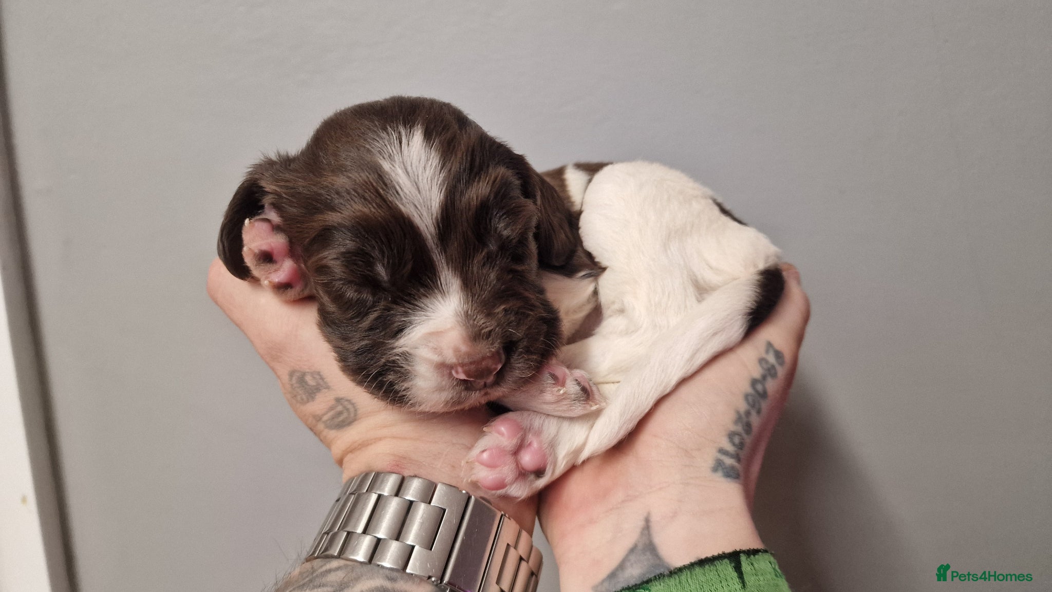 English Springer Spaniel dogs Litter of 8 springer spaniel puppies  - Advert 6