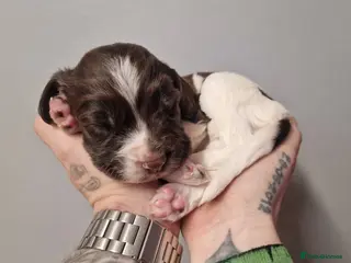 English Springer Spaniel dogs Litter of 8 springer spaniel puppies - Advert 6