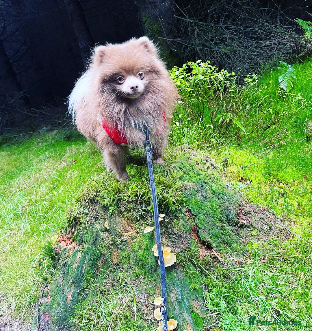 Pomeranian dogs for stud: Kai Kai lilac boy 💜  ( STUD ONLY ) (PROVEN)  in Liverpool - Advert 3