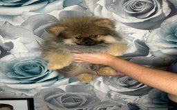 Pomeranian dogs for sale: Pomeranian puppies in Erith - Image 4