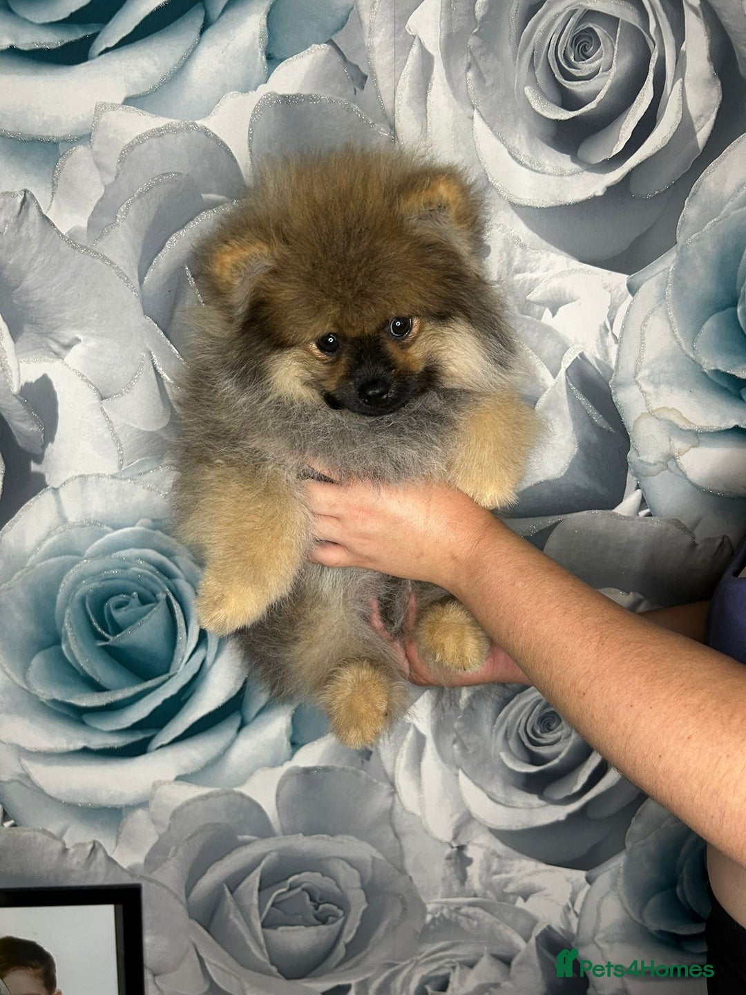 Pomeranian dogs for sale: Pomeranian puppies in Erith - Image 4