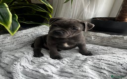 Staffordshire Bull Terrier dogs for sale: 🔷 Pharaon Champion Line Pups 🔷 in Wolverhampton - Image 14