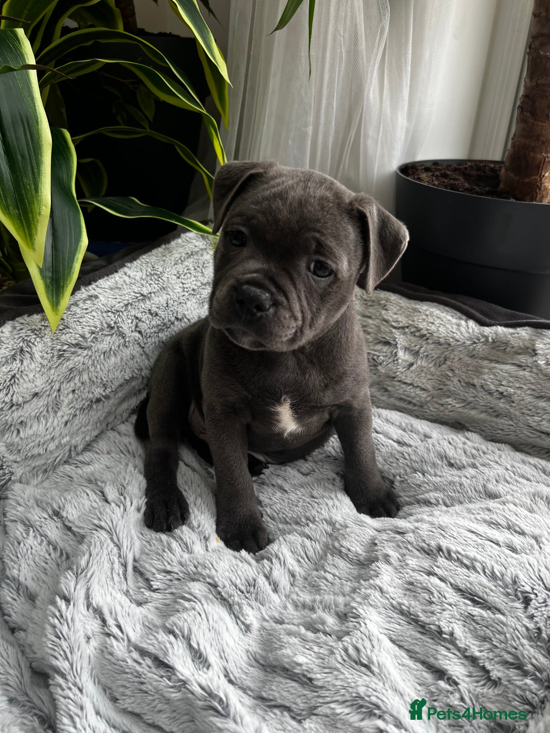Staffordshire Bull Terrier dogs for sale: 🔷 Pharaon Champion Line Pups 🔷 in Wolverhampton - Image 14