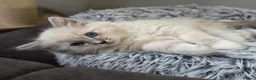 Ragdoll cats for sale: 🩷TICA registered Ragdolls🩷 - Advert 6