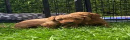 Cavapoo dogs for sale: 5 Beautiful Cavapoos from a family home.  - Advert 11