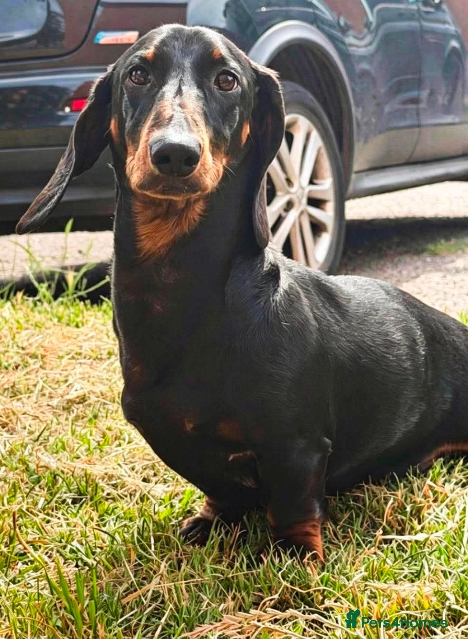 Dachshund dogs 8 month old Standard smooth black & tan male  - Advert 2