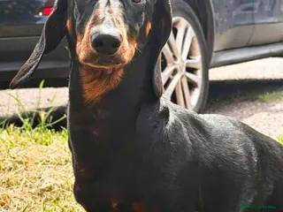 Dachshund dogs 8 month old Standard smooth black & tan male - Advert 1