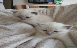 Ragdoll cats for sale: Ragdoll and BSH rare colour kittens (5 left) - Image 1
