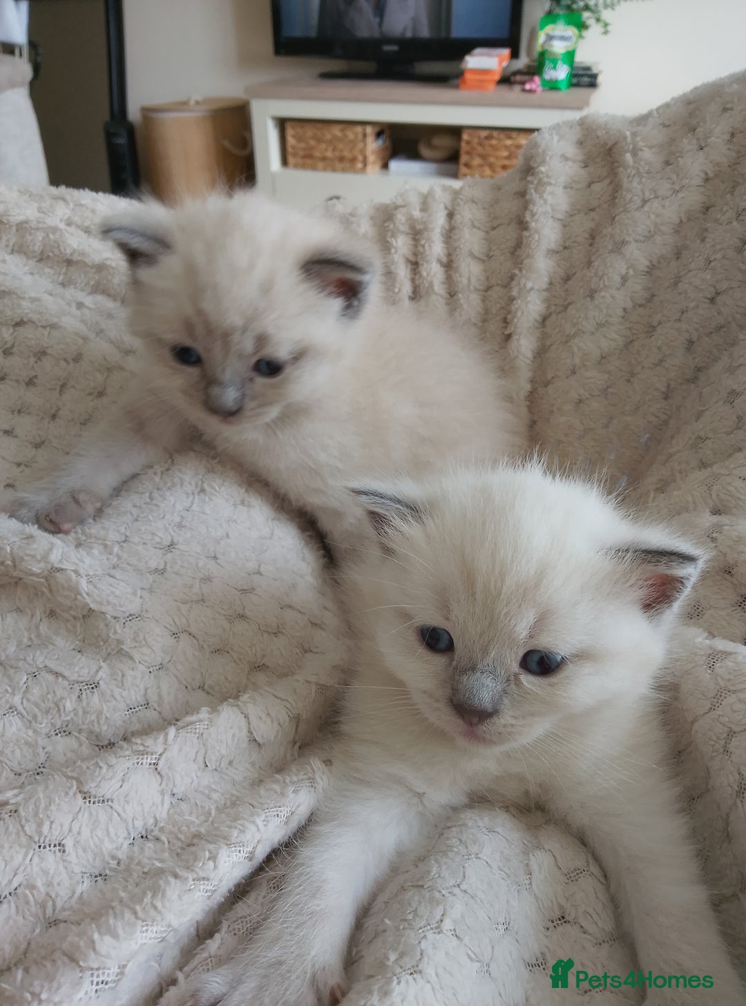 Ragdoll cats for sale: Ragdoll and BSH rare colour kittens (5 left) - Image 1