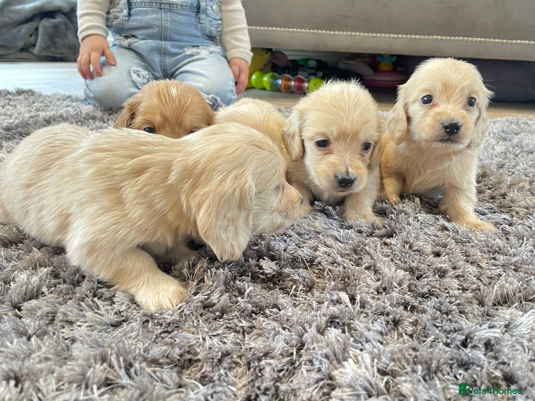 Miniature Dachshund dogs for sale: Miniature Dash hound long haired English  cream - Advert 2