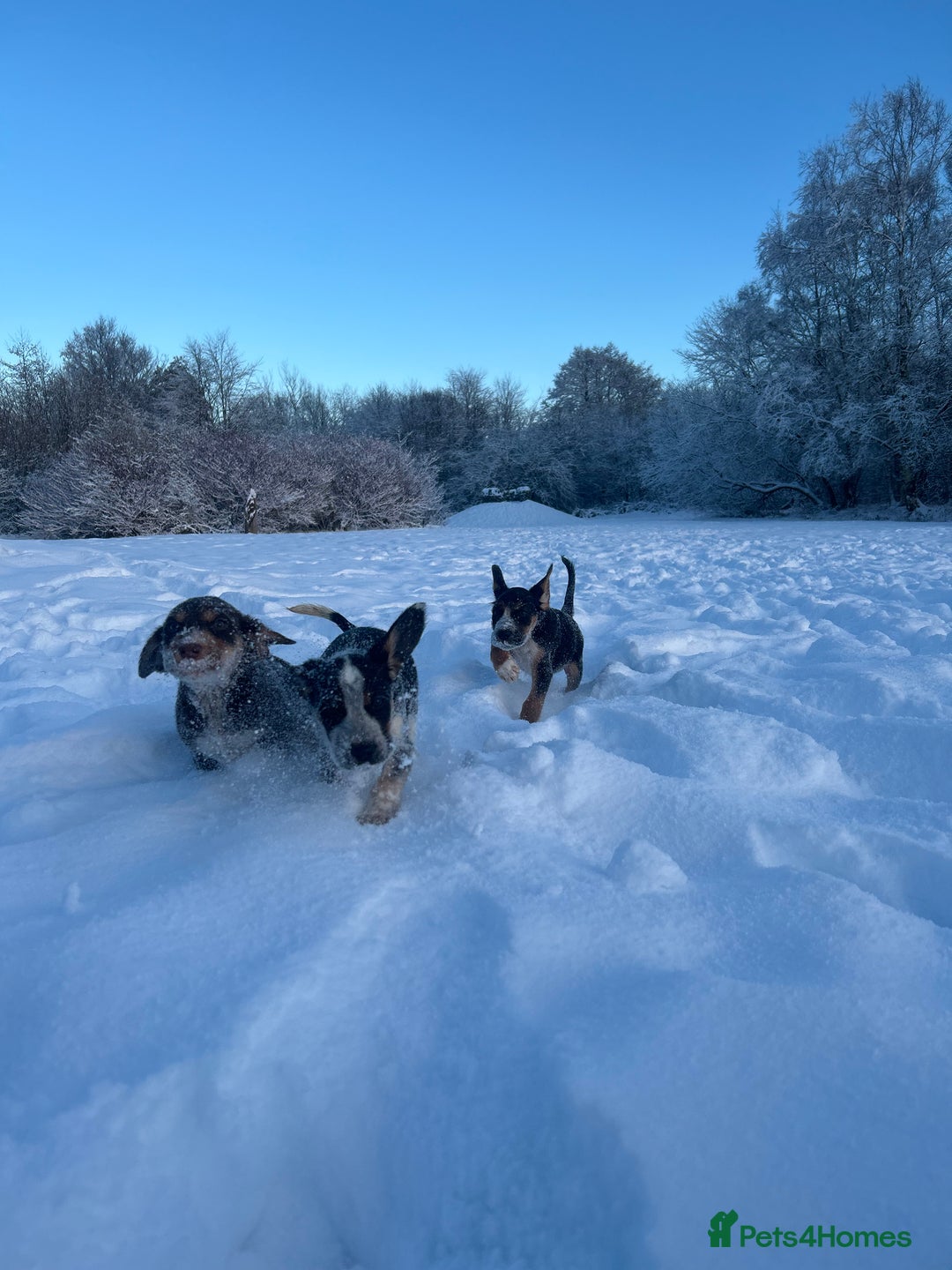 Mixed Breed dogs for sale: Australian Kelpie/Cocker Spaniel Puppies  - Advert 14