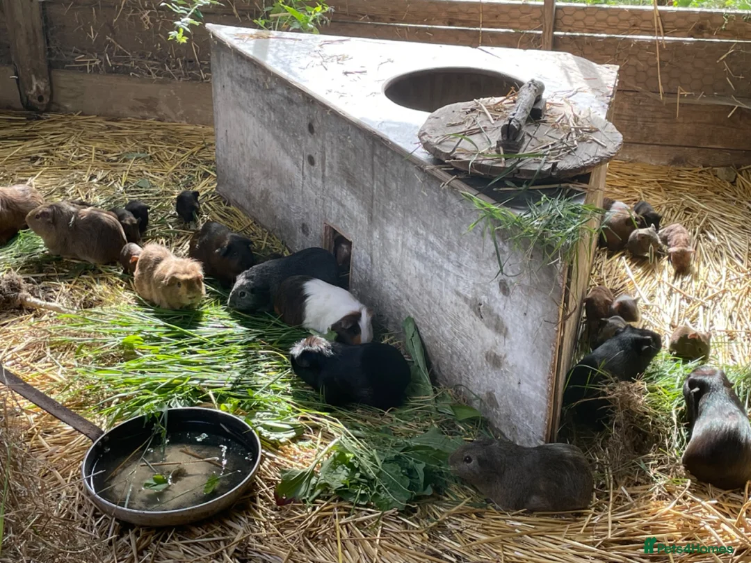 Guinea Pig rodents for sale: Guinea pigs for sale in Bedford - Advert 1