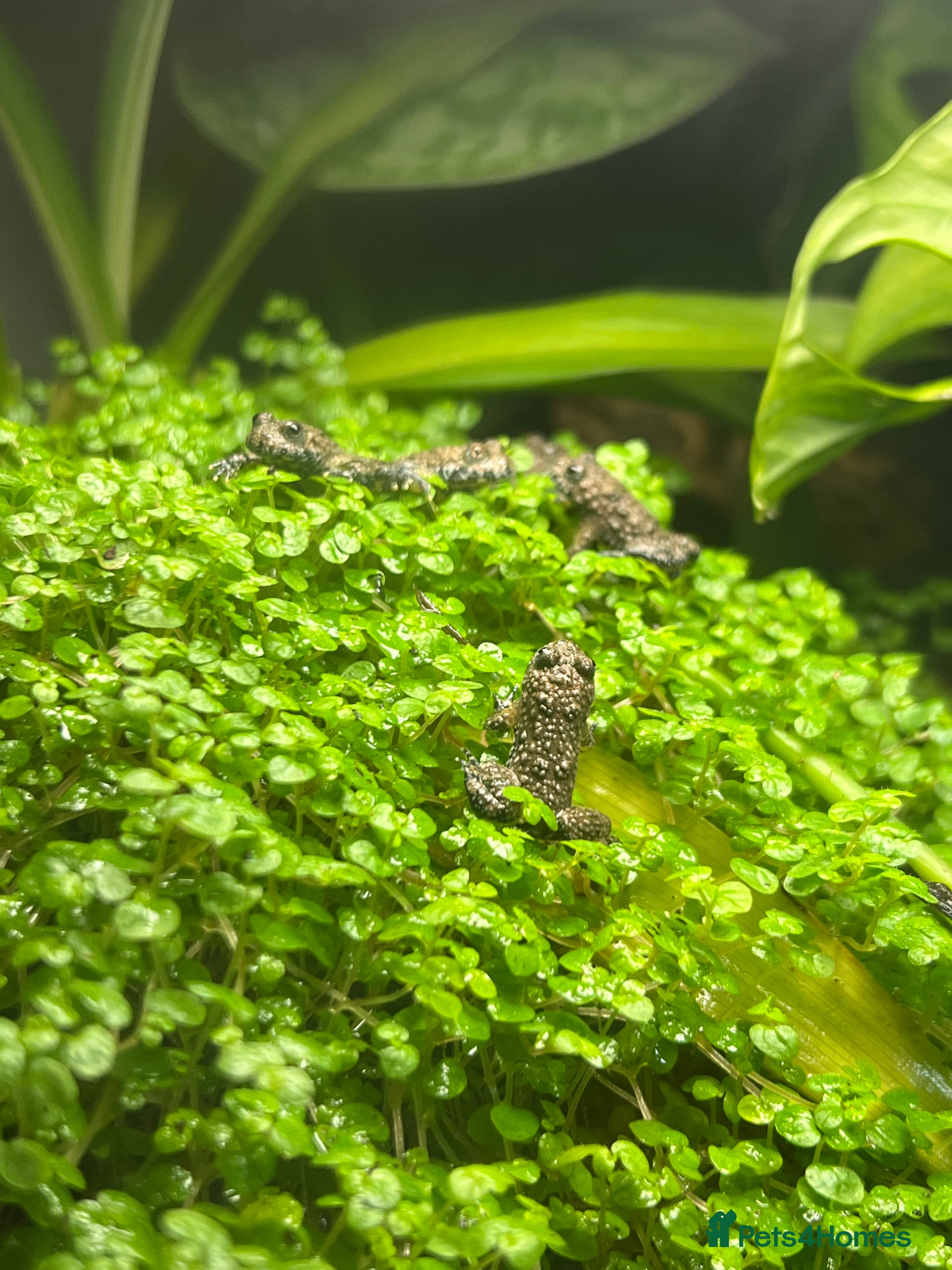 Frog reptiles Yellow bellies toad froglets  - Advert 11