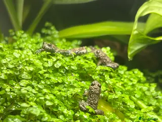 Frog reptiles Yellow bellies toad froglets - Advert 11