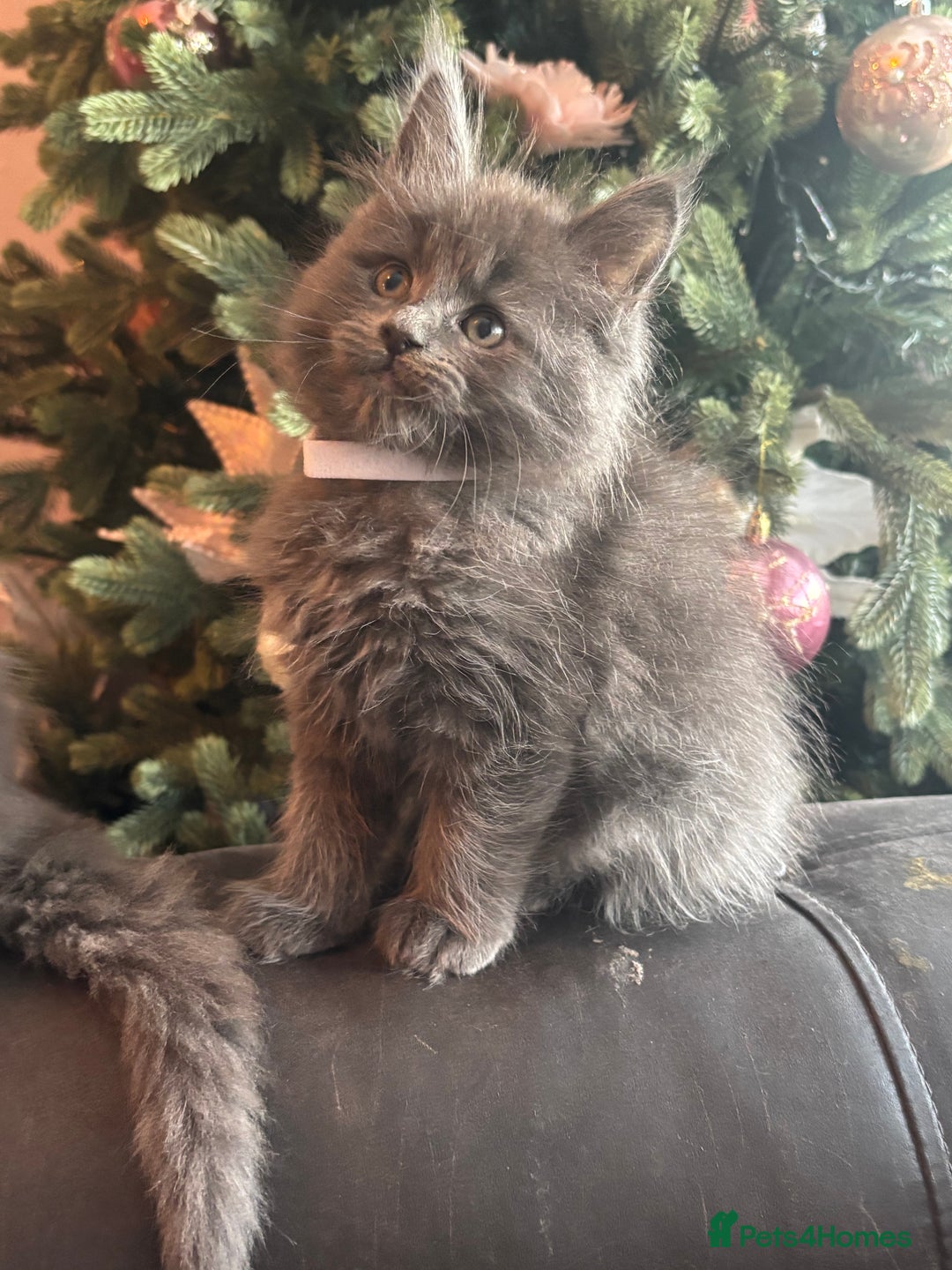 Maine Coon cats for sale: Blue Maine Coon Kittens – Active TICA Registered  - Advert 22