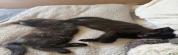 British Shorthair cats for sale: 2 female kittens - FREE - Advert 5
