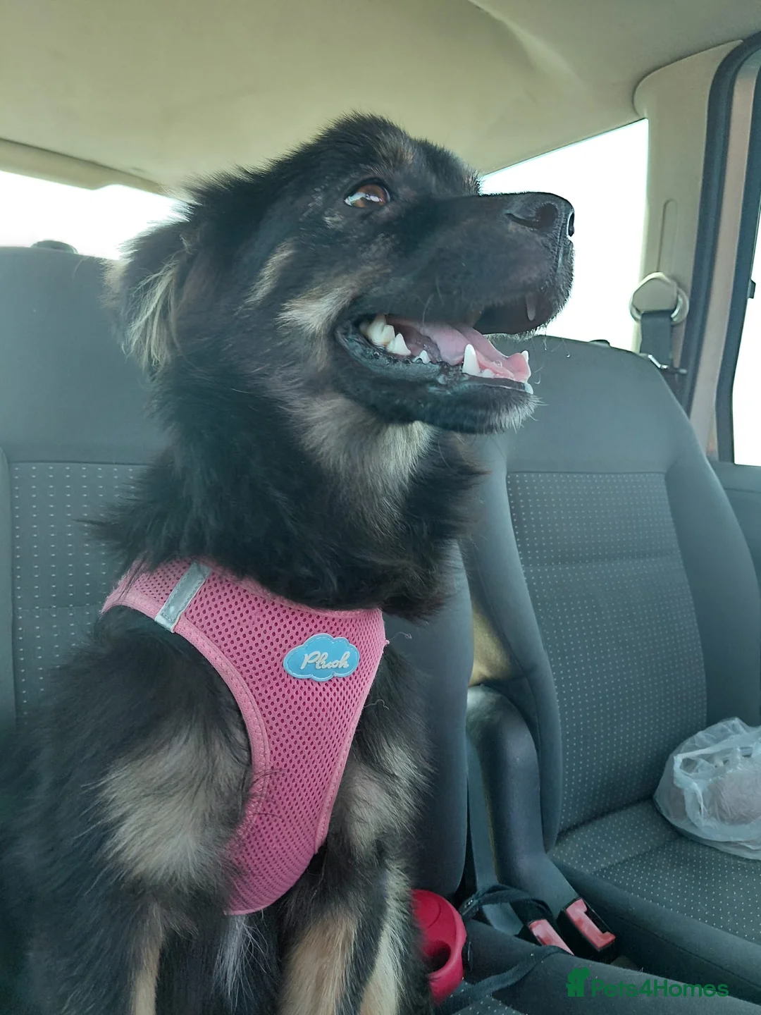 Mixed Breed dogs for adoption: ROBY, a superb puppy boy - for a Loving Home  - Advert 29