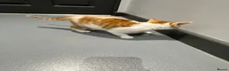Mixed Breed cats for sale: Ginger and white short hair male - Advert 6