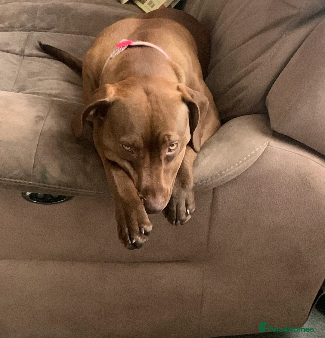 Mixed Breed dogs for sale: Hungarian viszla cross breed - Advert 1