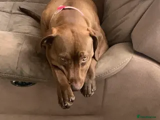 Mixed Breed dogs Hungarian viszla cross breed in High Wycombe - Advert 13