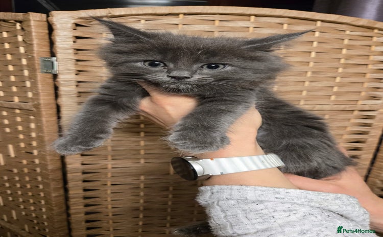 Maine Coon cats Beautiful Mainecoon kittens  - Advert 5