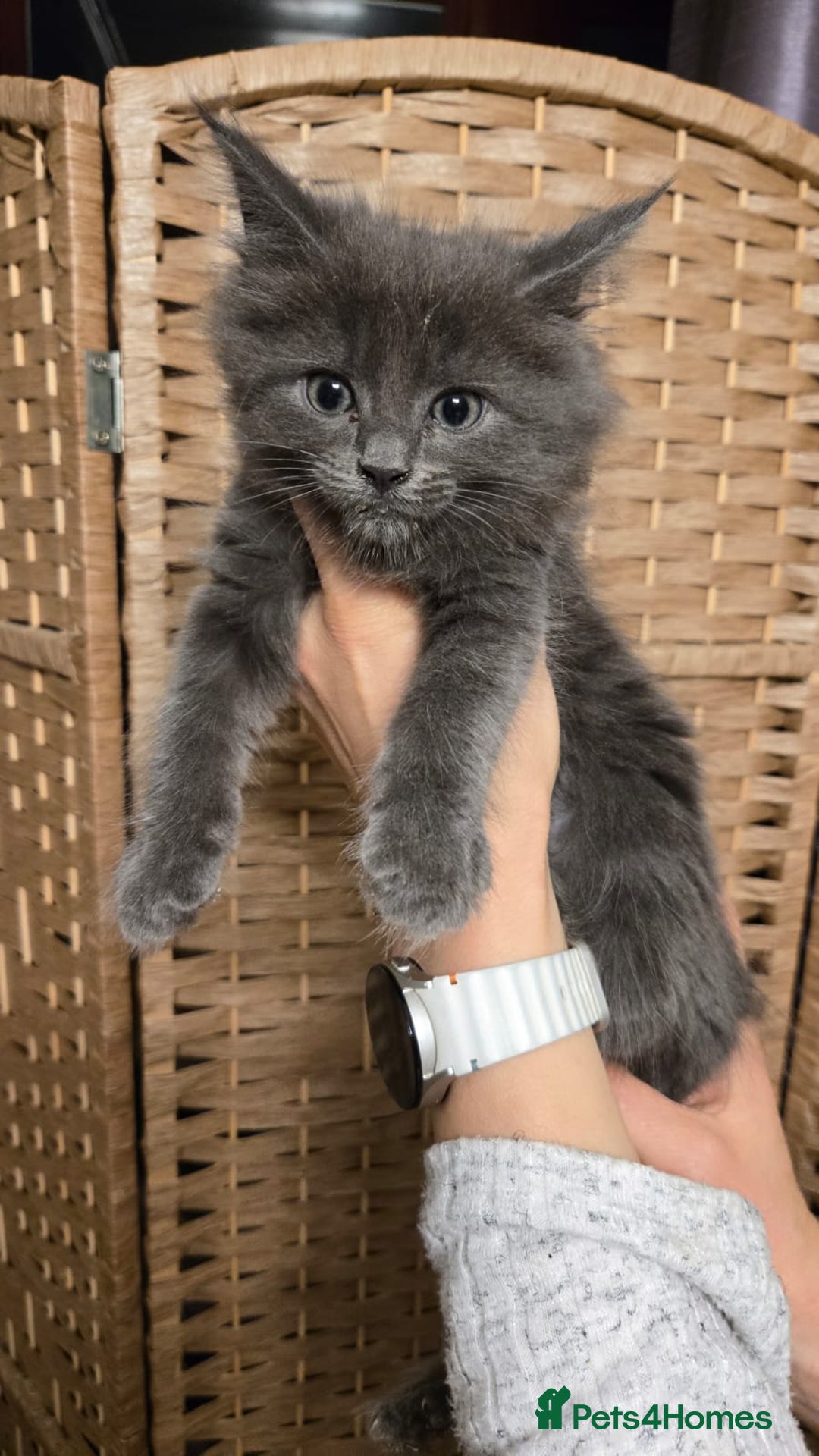 Maine Coon cats for sale: Beautiful Mainecoon kittens  - Advert 1