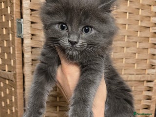 Maine Coon cats Beautiful Mainecoon kittens - Advert 5