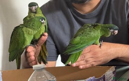 Macaws birds for sale: Baby Hahns macaws - Image 2