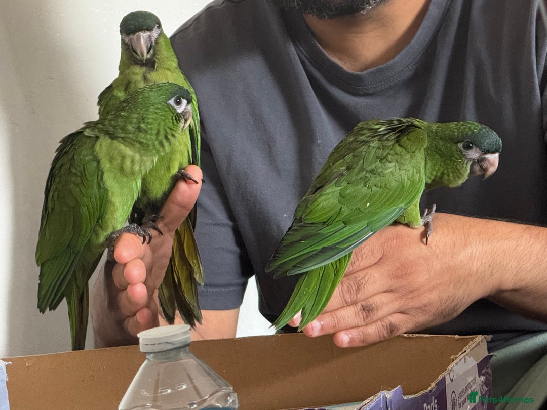 Macaws birds for sale: Baby Hahns macaws - Image 2