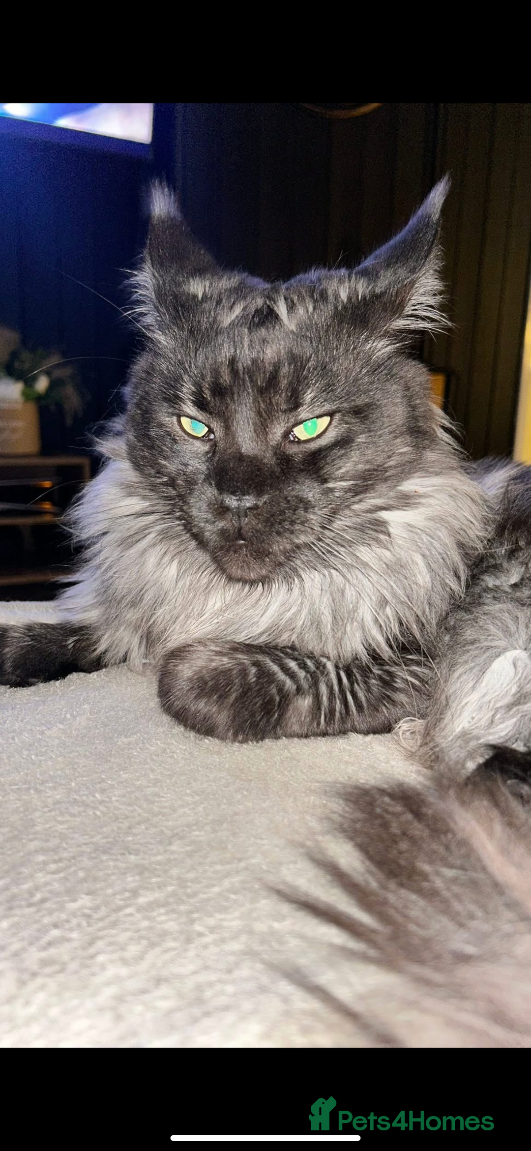 Maine Coon cats for sale: Mainecoon kittens  - Advert 14