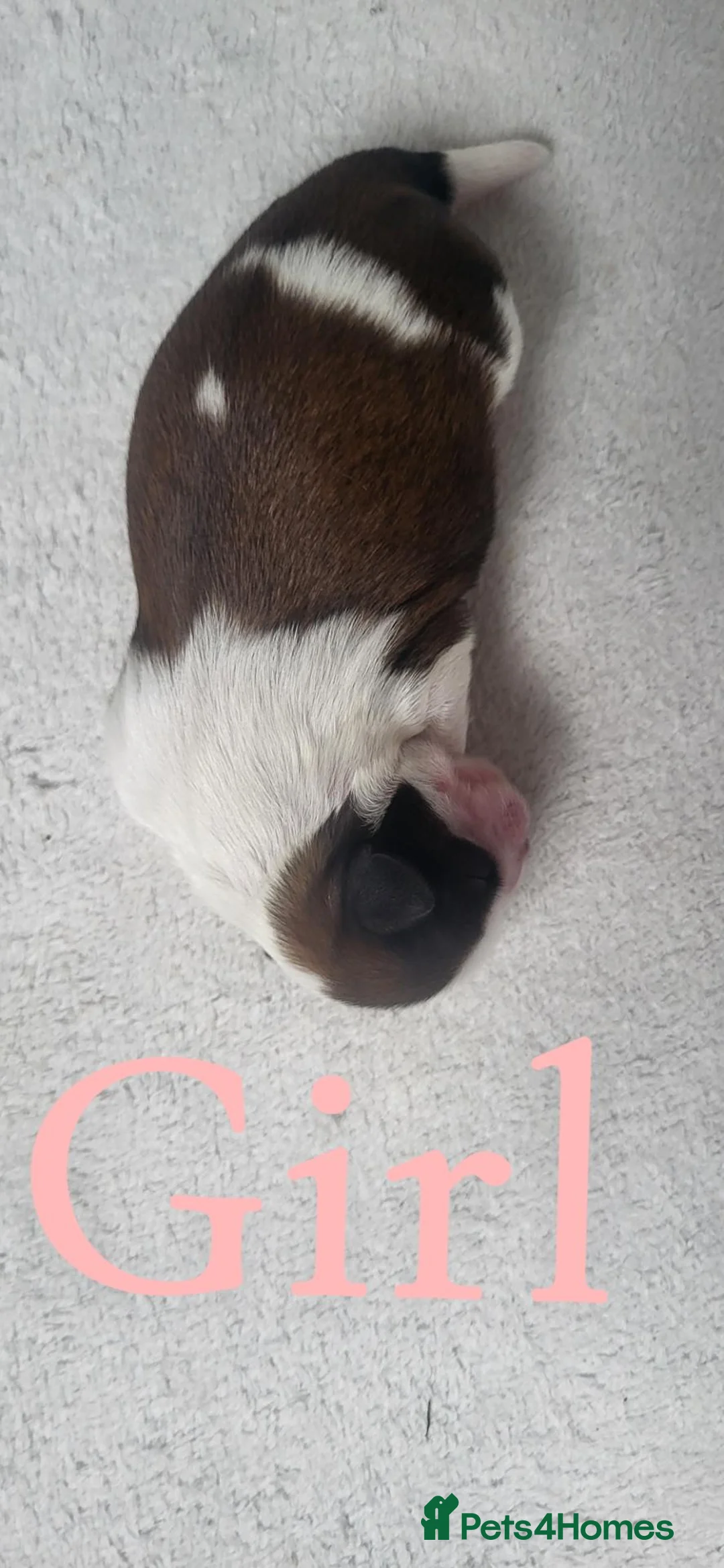 Shih Tzu dogs for sale: 3 day old shih tzu puppys in Treharris - Advert 5