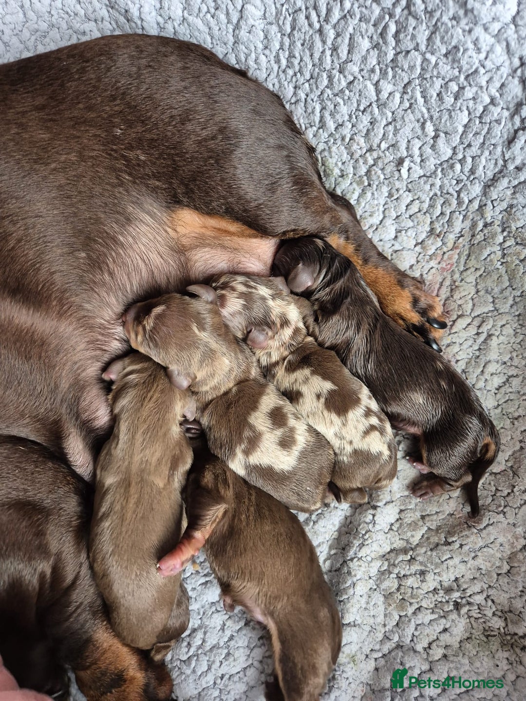 Miniature Dachshund dogs for sale: KC Miniature Dachshund Puppies - Advert 8