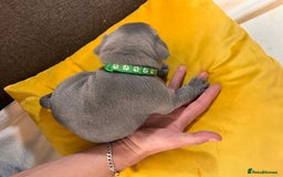 Staffordshire Bull Terrier dogs for sale:   Champion-KC.Reg.Blue Staffordshire Bull Terrier  - Image 39