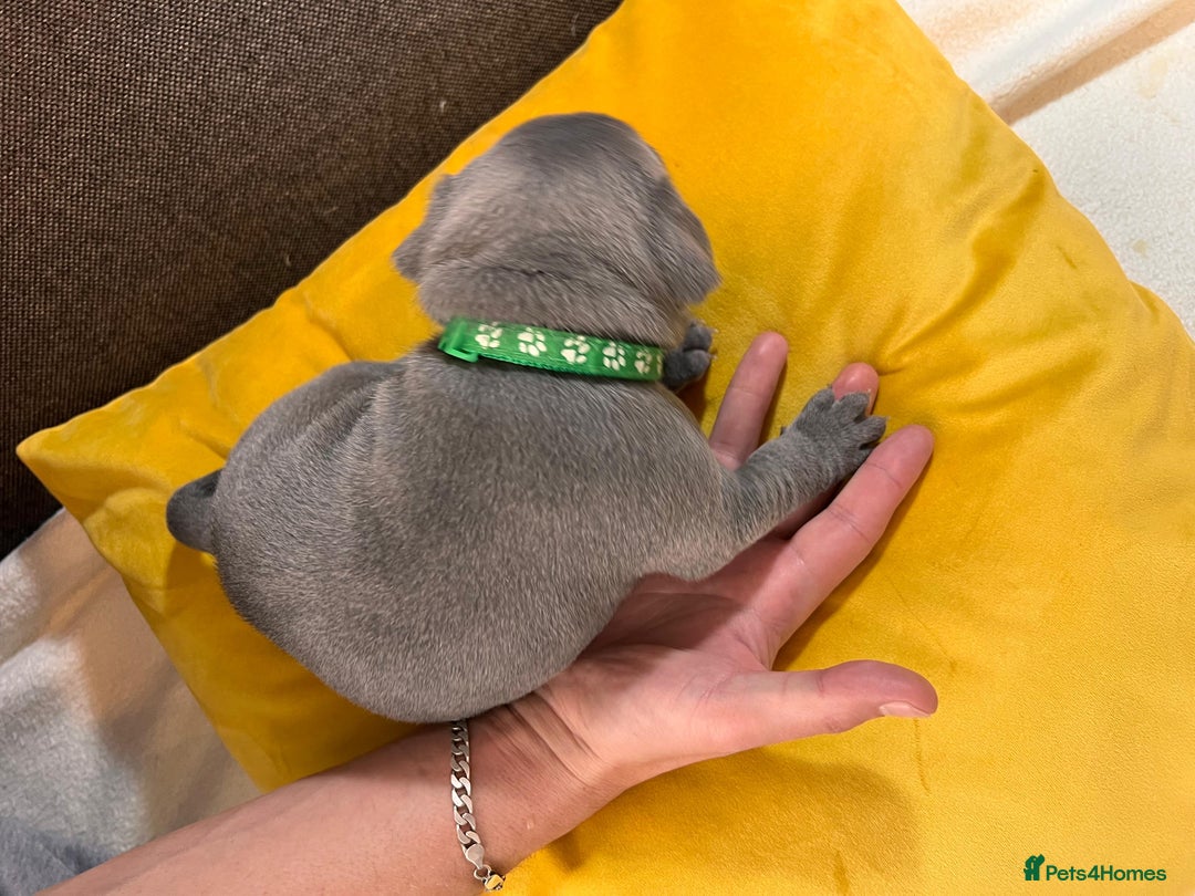 Staffordshire Bull Terrier dogs for sale:   Champion-KC.Reg.Blue Staffordshire Bull Terrier  - Image 39