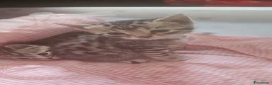 Bengal Kitten 2
