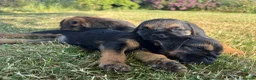 Border Terrier dogs for sale: 🧡 Fantastic KC Border Terriers 🧡 - Advert 4